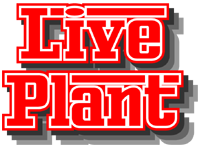 LIVE PLANT